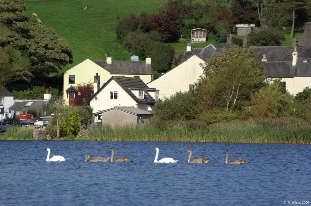 Swans with cygnets