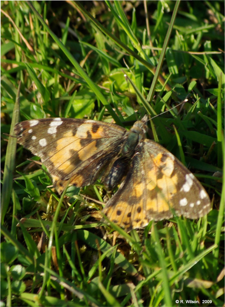 Painted Lady butterfly