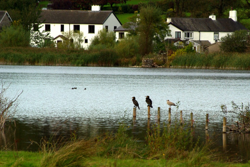 Cormorants on fence