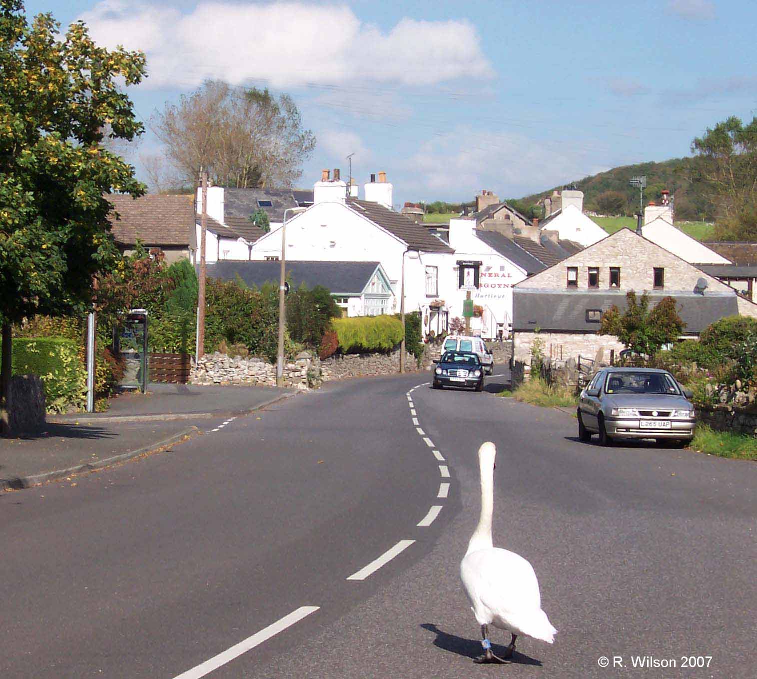 Swan in Church Road