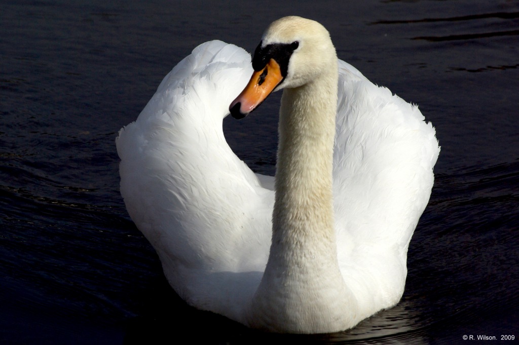 Male swan full frontal