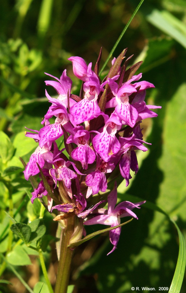 Northern Marsh Orchid 2