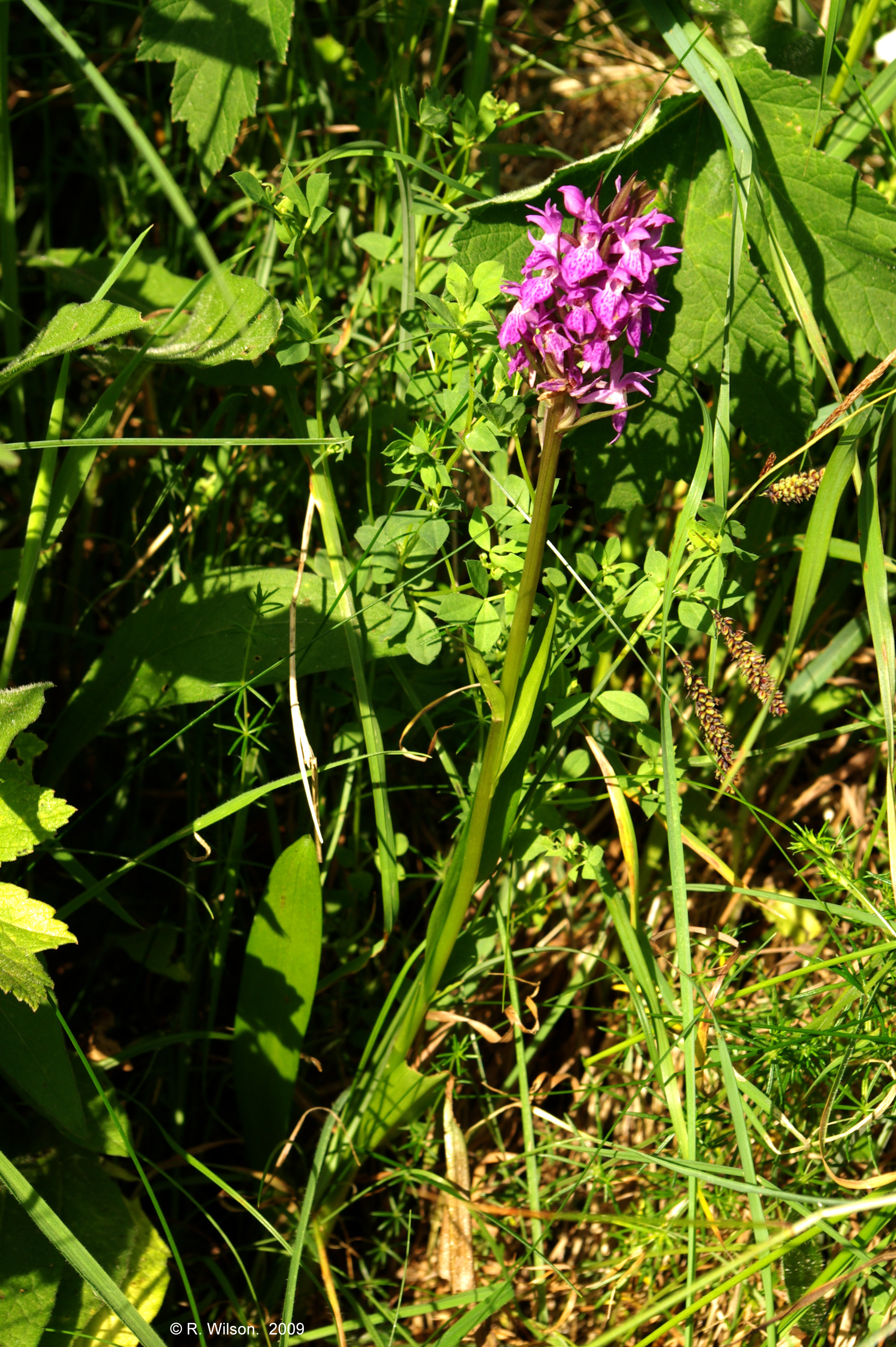Northern Marsh Orchid 1