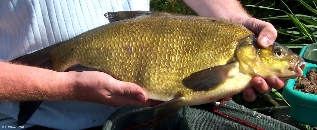 Bream