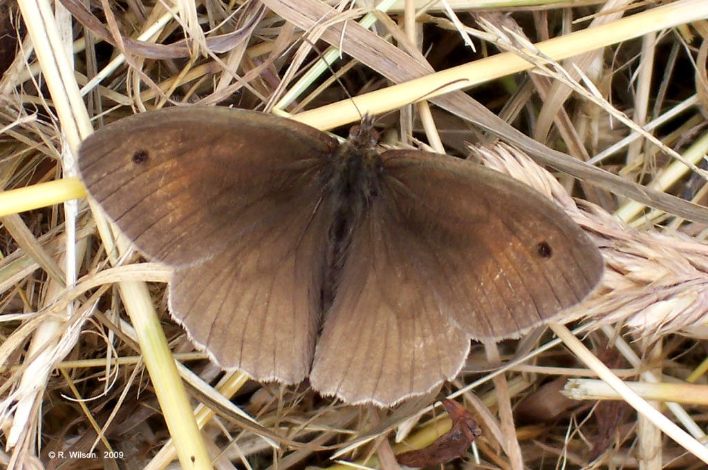 Meadow Brown male butterfly