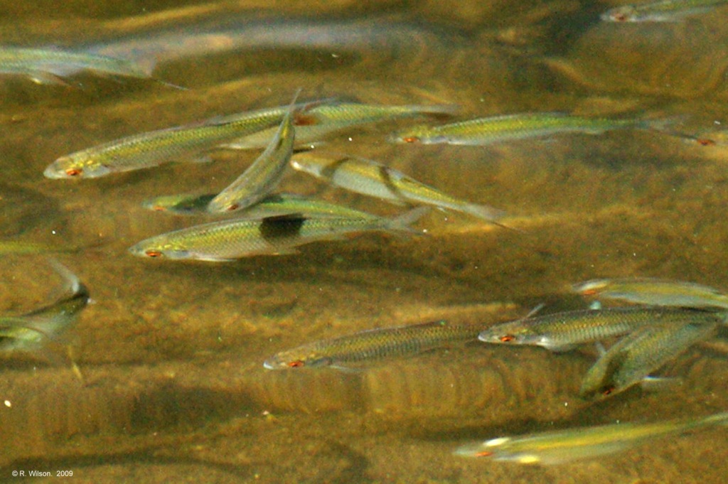 Juvenile fish close-up
