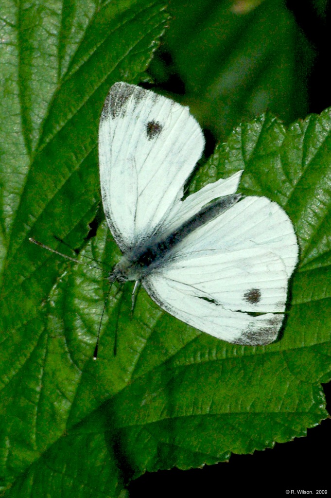 Large white butterfly with damaged wings