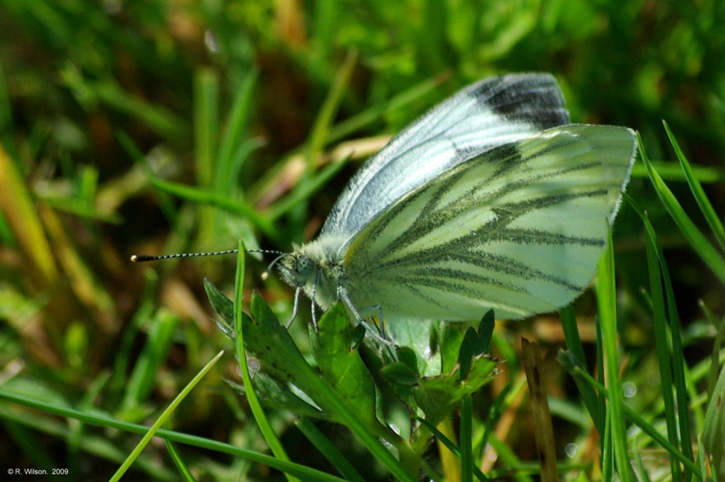 Male green veined white butterfly