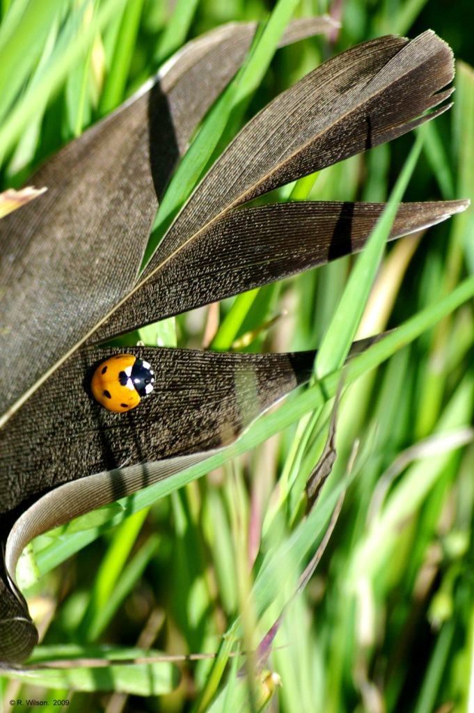 Seven spotted ladybird