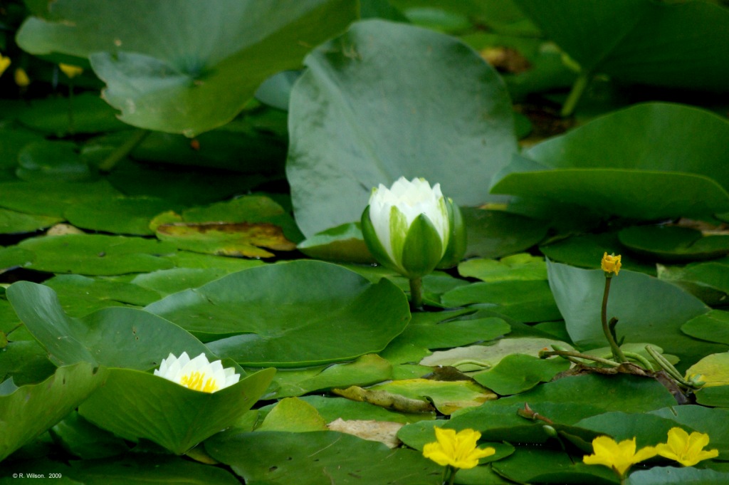 White water-lily