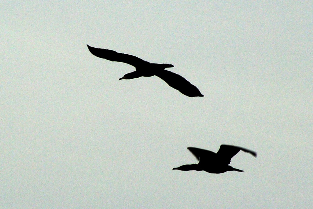 Cormorant silhouettes