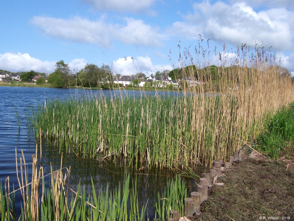 New reed growth